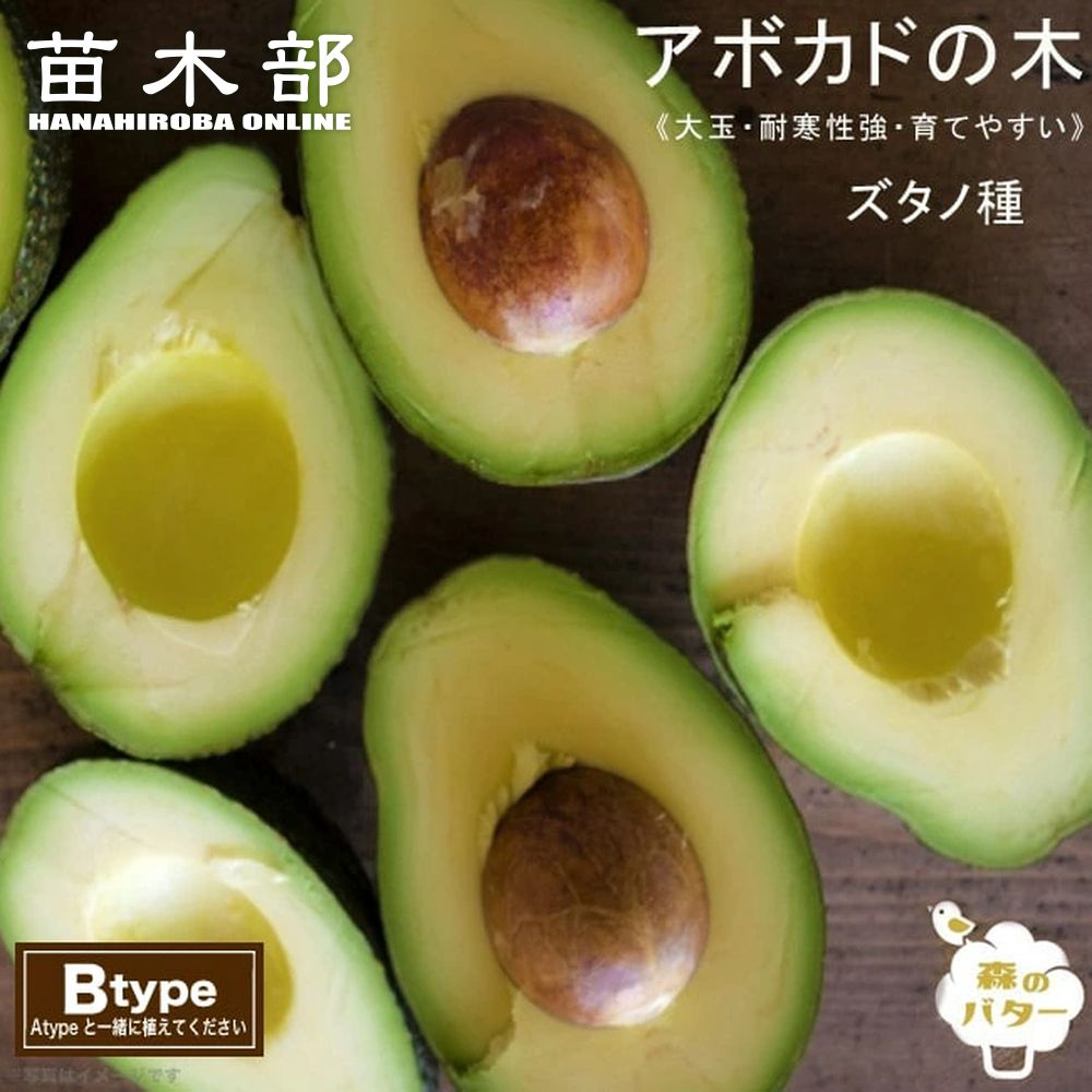アボカド　スチュワート　花芽付き アボカド スチュワート 花芽付き （アボカドの花芽のような…｜そ