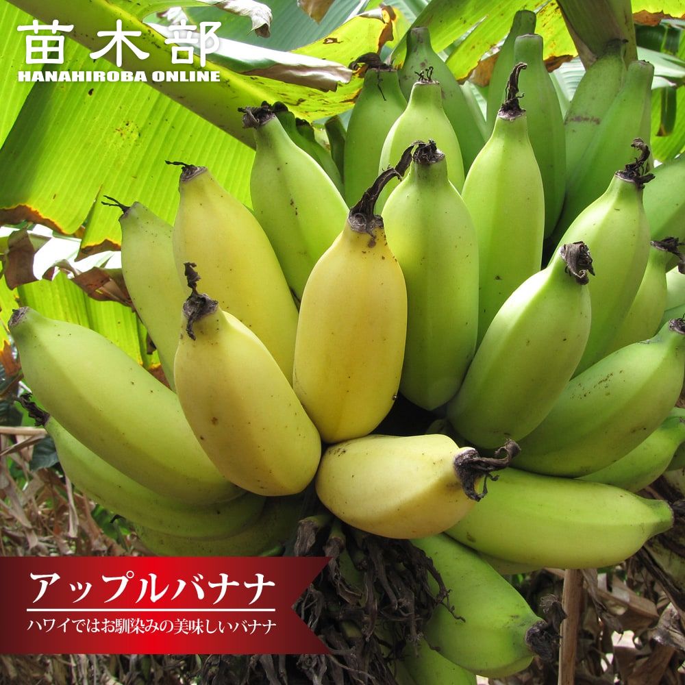 バナナのなるバナナの木 バナナのなるバナナの木耐寒性あり 果樹