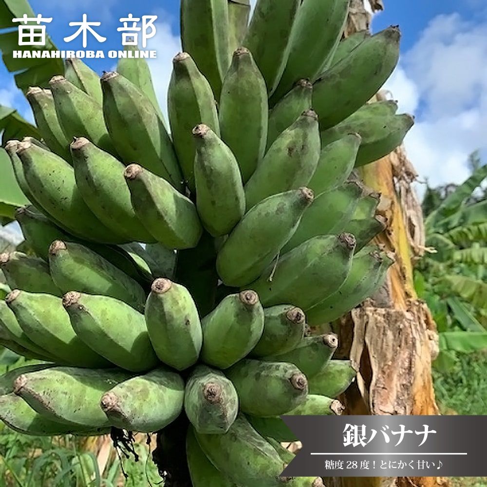 楽天市場】希少品種！耐寒性バナナ バショウ 6号鉢大株