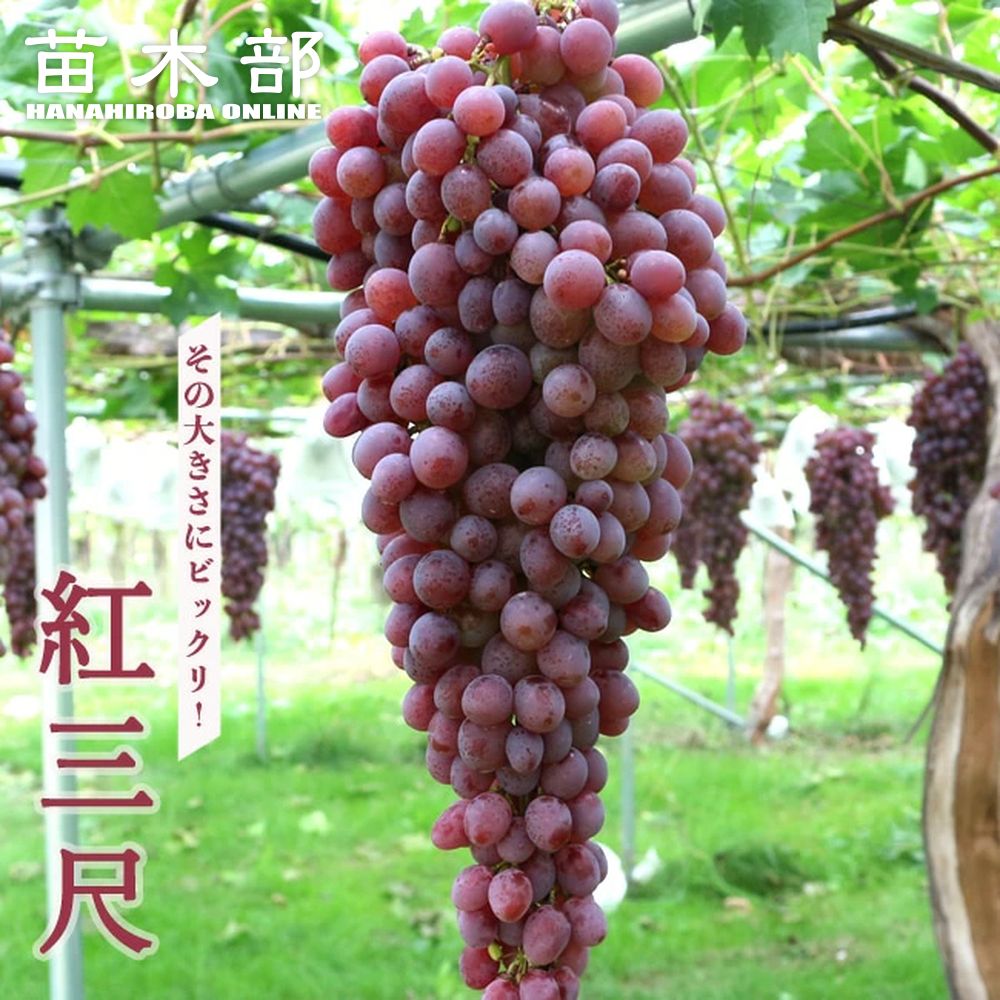 タノレッド葡萄なの苗木　幻の赤実ぶどう　2房　果樹 鉢ごと発送 タノレッド葡萄なの苗木 幻の赤実ぶどう 2房 果樹 鉢ごと発送
