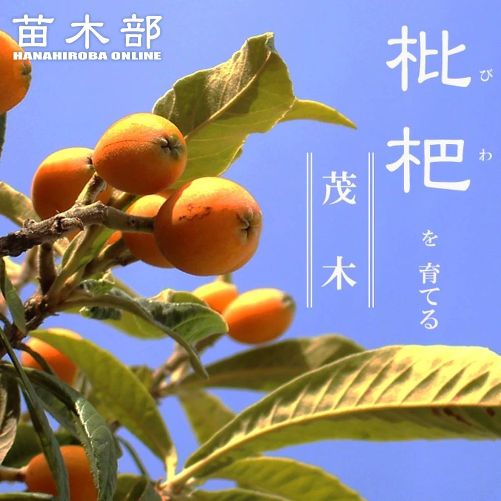 桃　苗木　白鳳　ジャンボピーチ　２本セット　三年 momo-janbopi-chi01.jpg