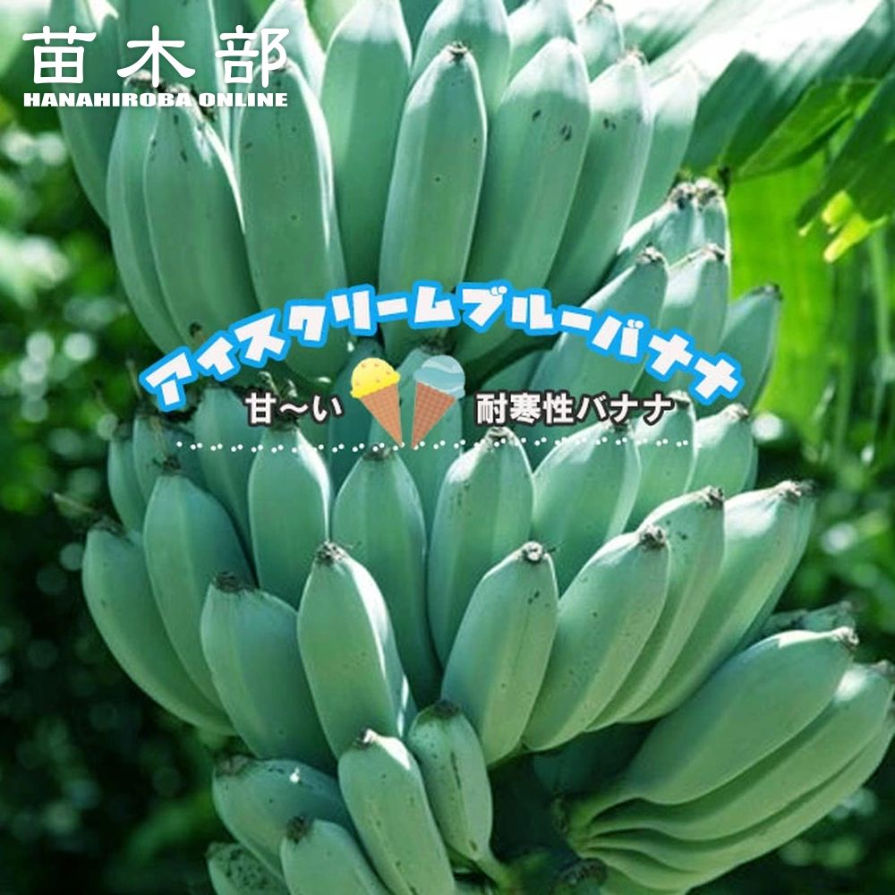 250cm=高糖度　バナナ、モンスター苗★ドワーフナムワ　マッサン★耐寒性バナナ ドワーフナムワ ② バナナ苗 大型 2m 耐寒性 バナナ