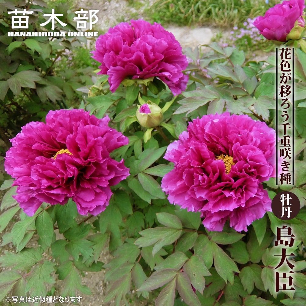 楽天市場】【開花終わり/現品】ボタン(牡丹) 苗木 鎌田錦