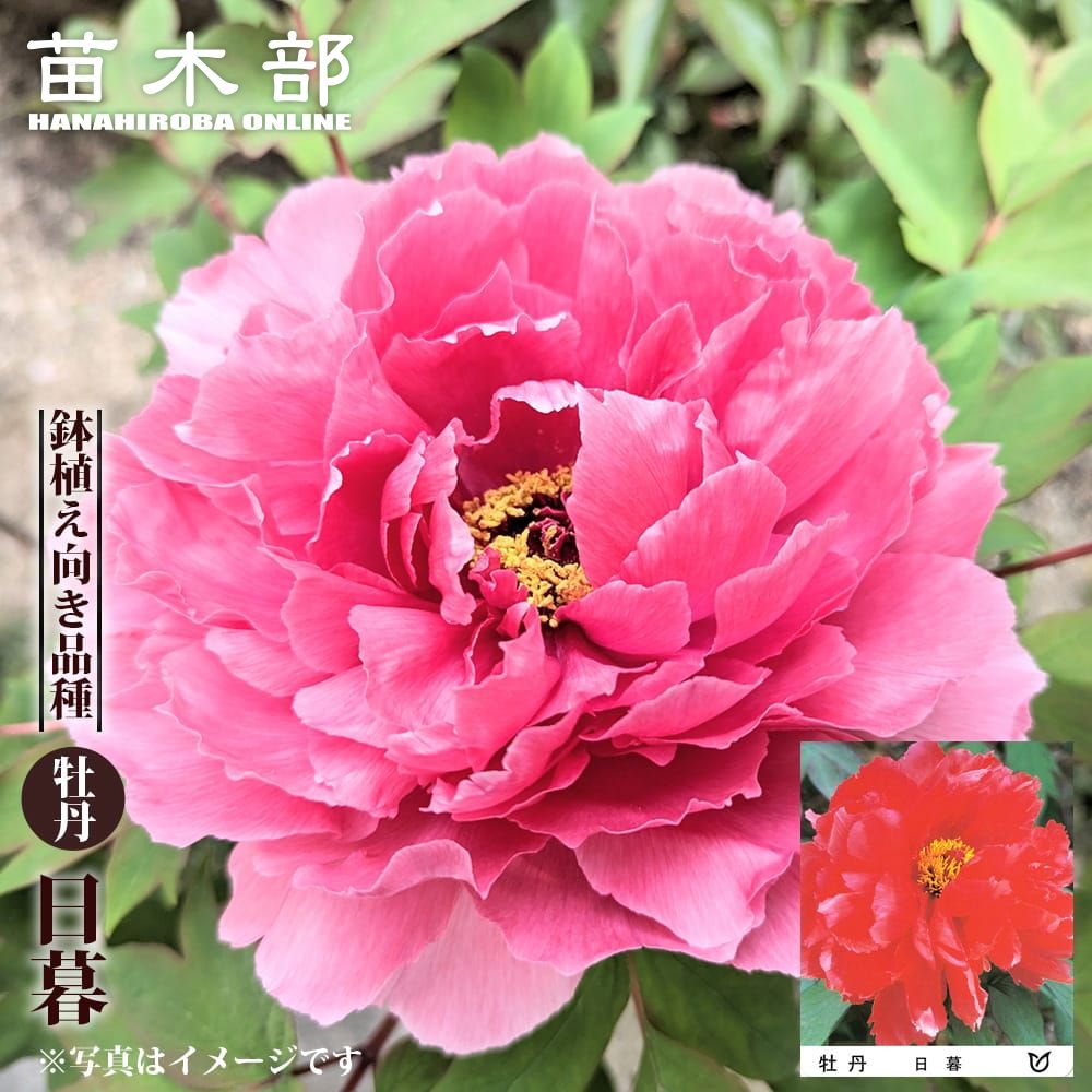楽天市場】【新日月錦（シンジツゲツニシキ） 】（紅桃色） 牡丹