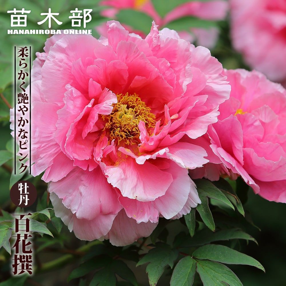 24K 24金 ぼたんの花 開口腕輪 H アルミ常花セット | お仏壇のはせがわ公式通販