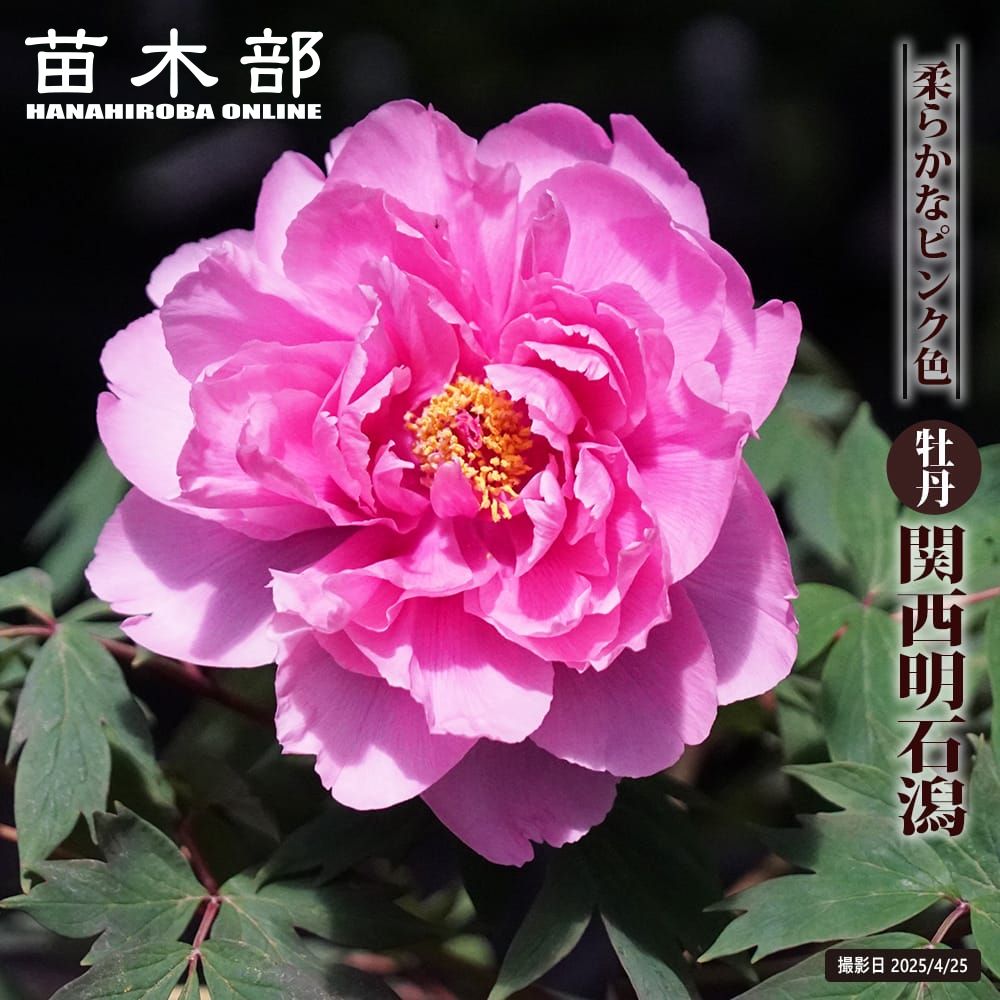 楽天市場】【牡丹】 （紅色） 新島の輝 2年生 6号スリット鉢植え