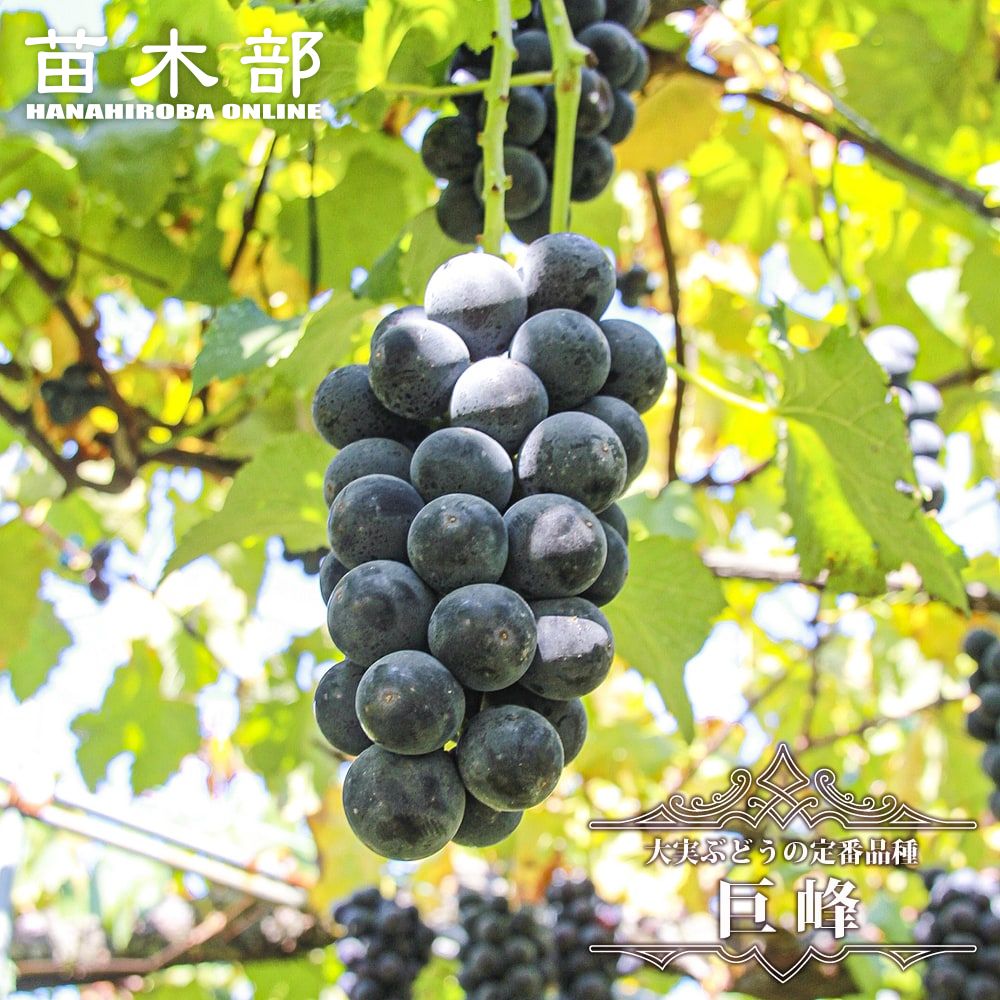 楽天市場】【スチューベン】 ぶどう 1年生挿木苗 【予約販売】11