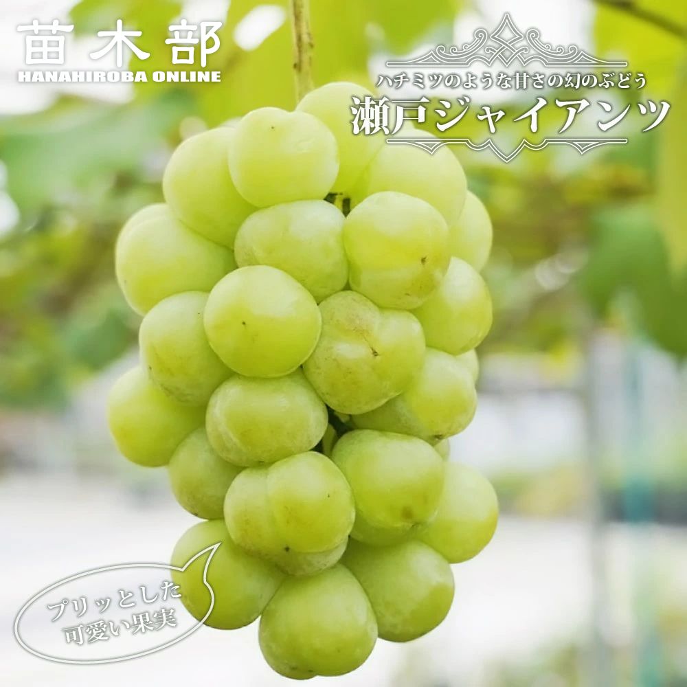 雄宝 大苗 2本 2年生 ウイルスフリー 5BB接木 楽天市場】 果樹苗