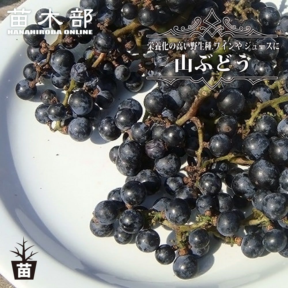 楽天市場】トゲなし ブラックベリー 【メルトンソーンレス】 5号ポット