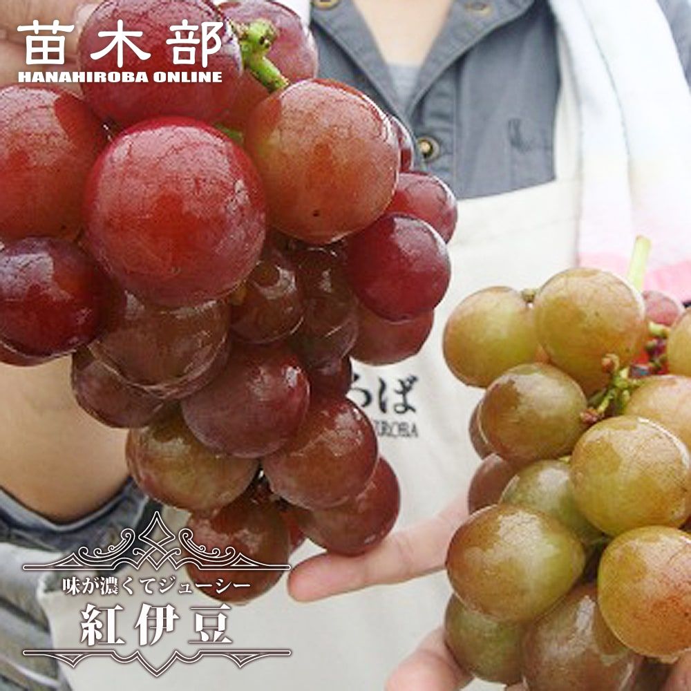 楽天市場】【現品】ブドウ 翡翠（ヒスイ） 6号苗 : 千草園芸