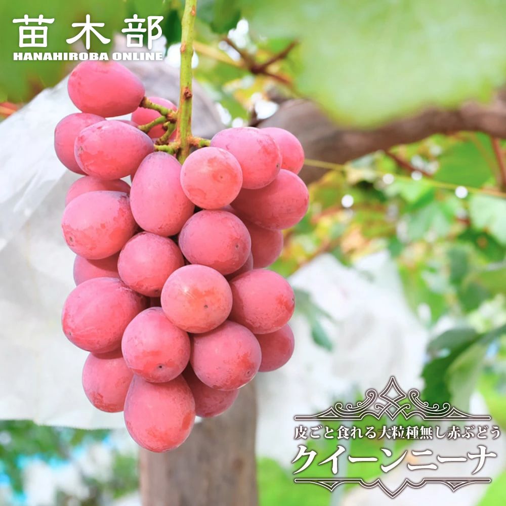 ☆ブドウの苗3年☆ 未熟な緑色の果実付き　2房☆安芸クィーン☆10号鉢☆ ぶどう 安芸クイーンの苗木【果樹 2年生挿し木苗15～18cmポット
