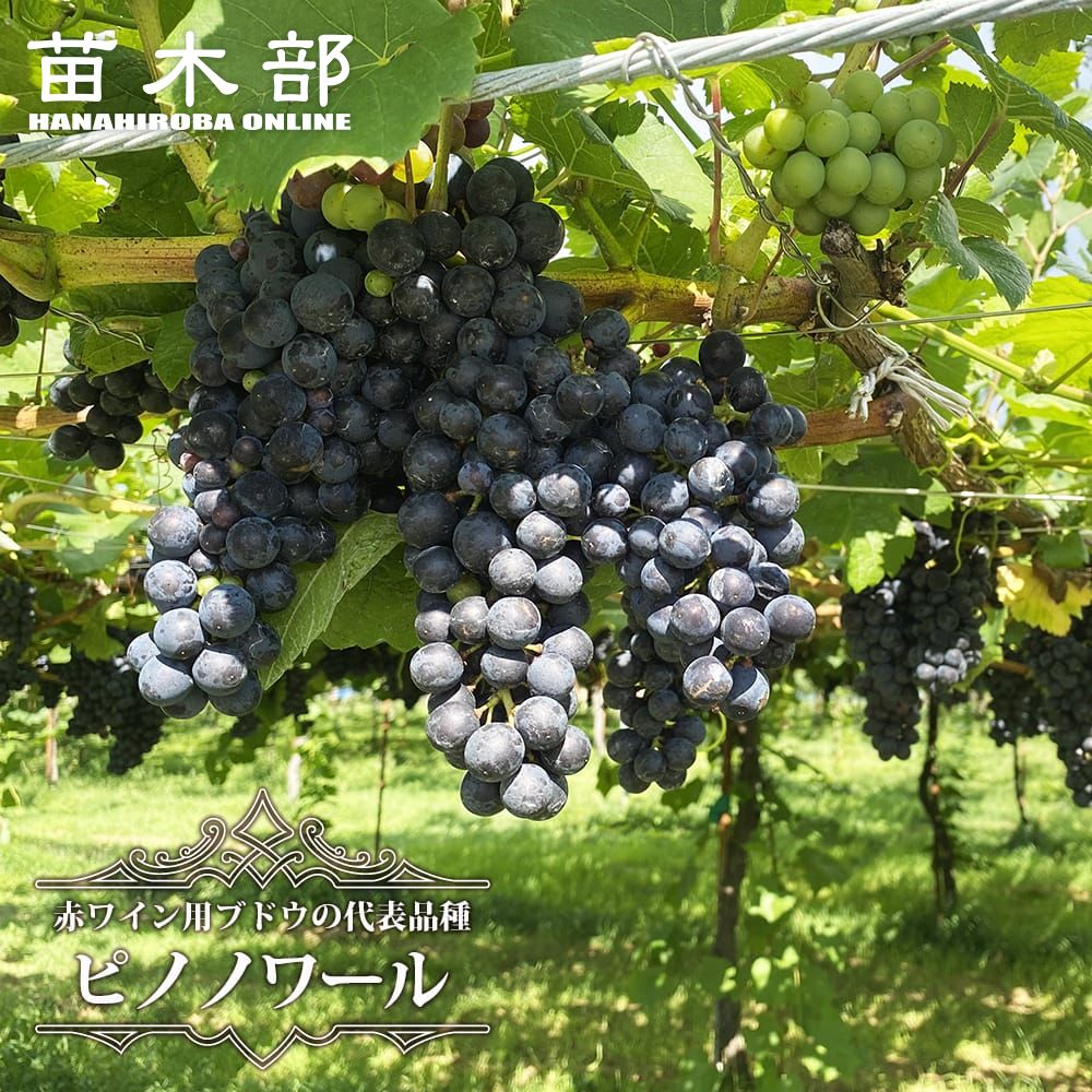 ぶどうの苗木　タノレッド　底面給水6寸鉢ごと 苗　植物 ぶどうの苗木 タノレッド 底面給水6寸鉢ごと 苗 植物（ぶどうの