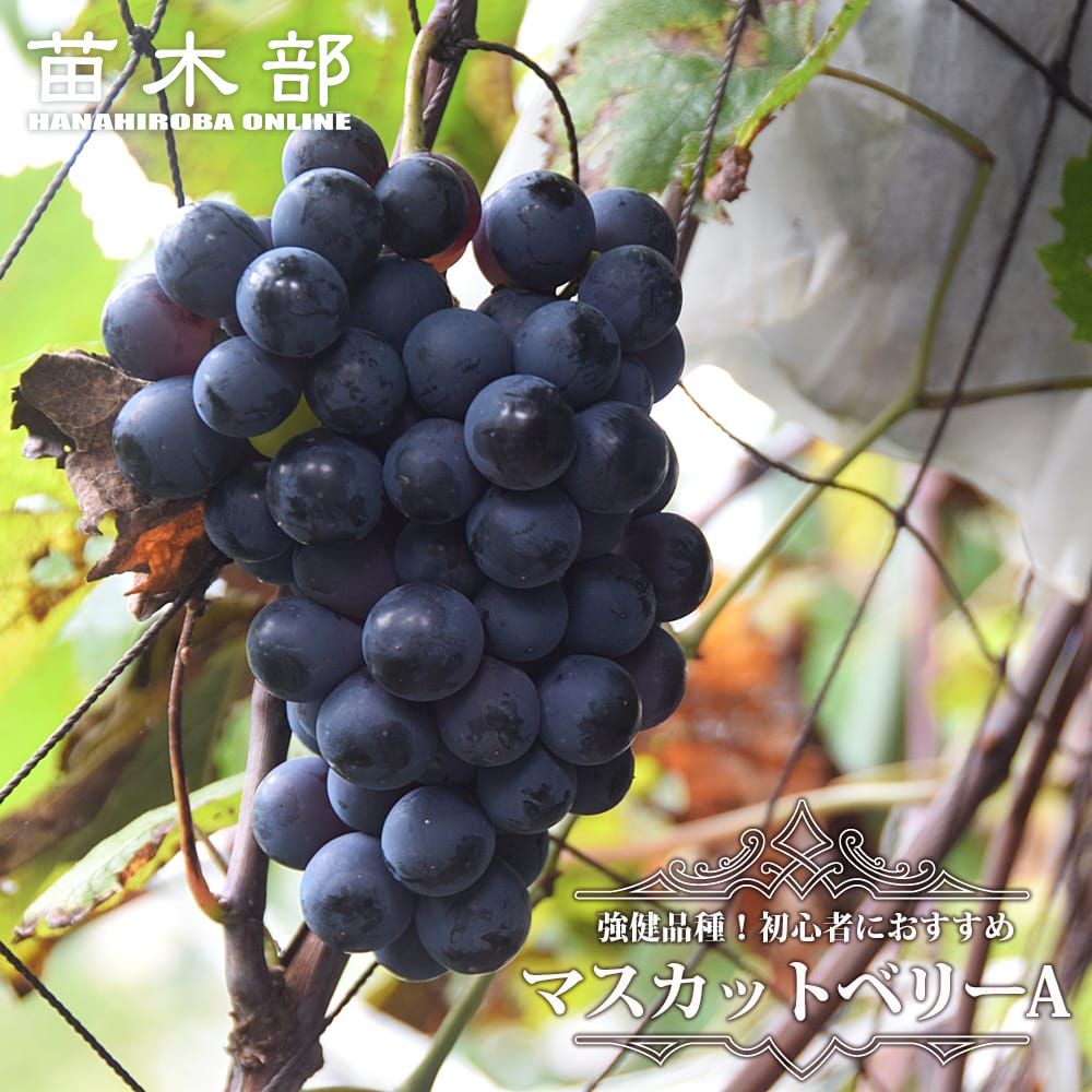 楽天市場】【キャンベルアーリー】 ぶどう 1年生挿木苗 : 苗木部