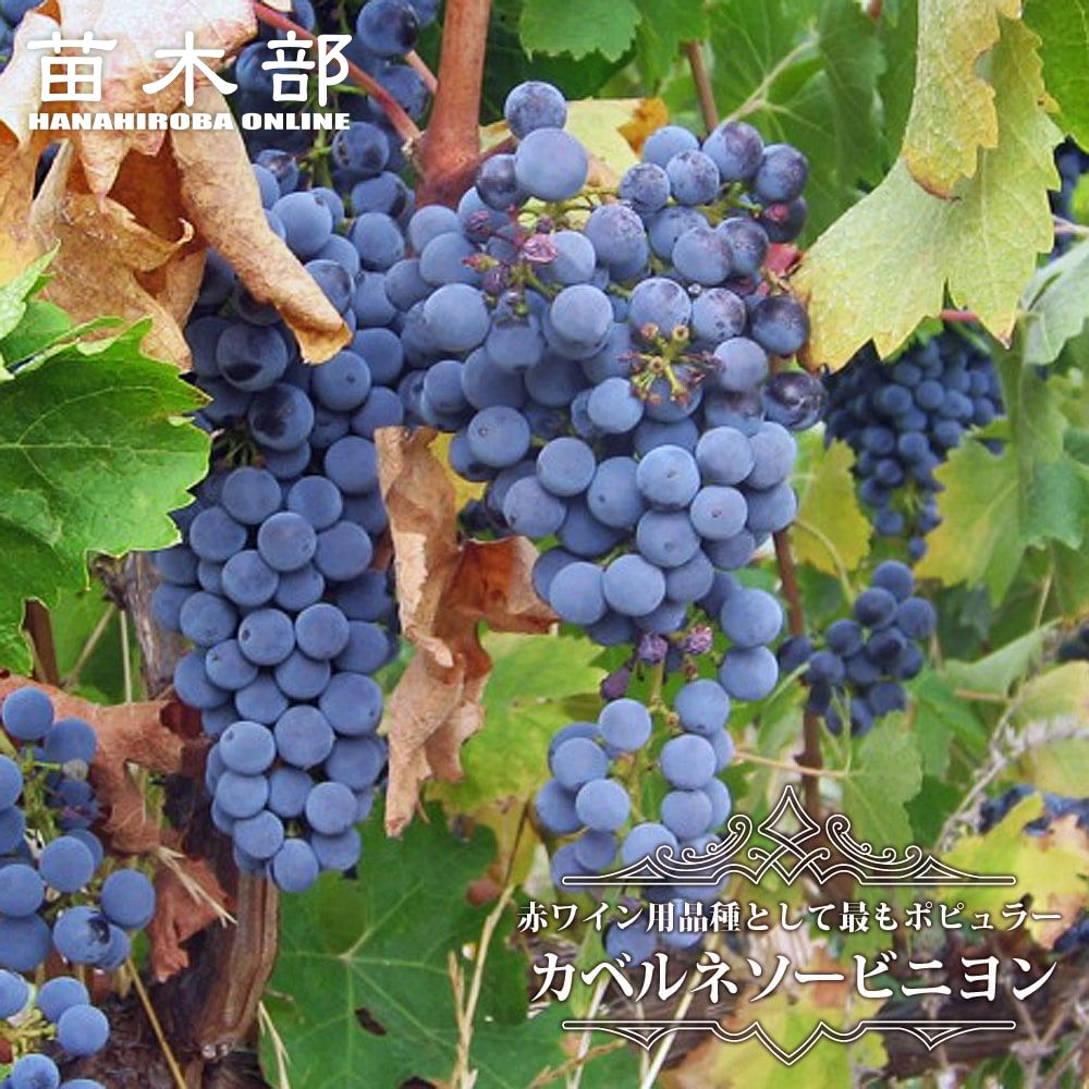 楽天市場】【カベルネソービニヨン】 赤ワイン用ぶどう 3年生挿木大苗