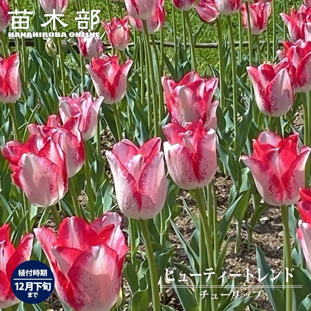 楽天市場】12月3日20時からのセール対象商品 チューリップ 【八重咲き