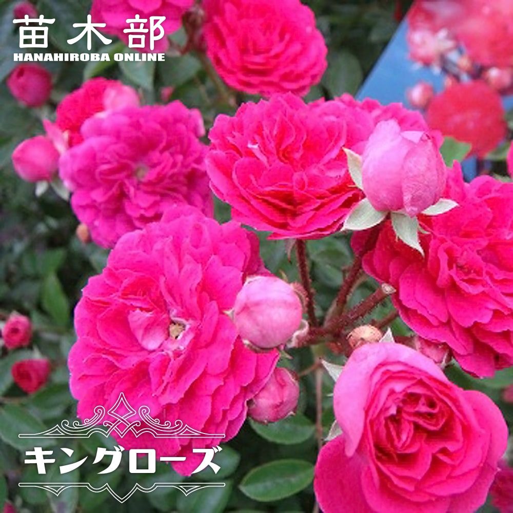 楽天市場】バラ 苗 【つるバラ キングローズ (CL) 大輪 一季咲き】 2