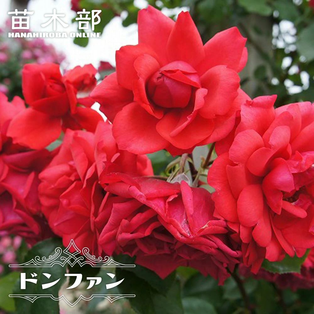 四季咲きツルバラ抜き苗画像9～10 四季咲きツルバラ抜き苗画像9～10