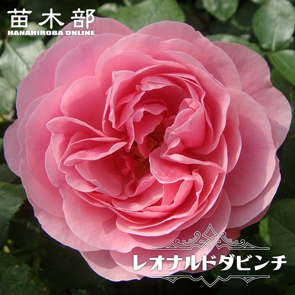 バラ　レオナルド・デイル cl050-3s_01-logo.jpg