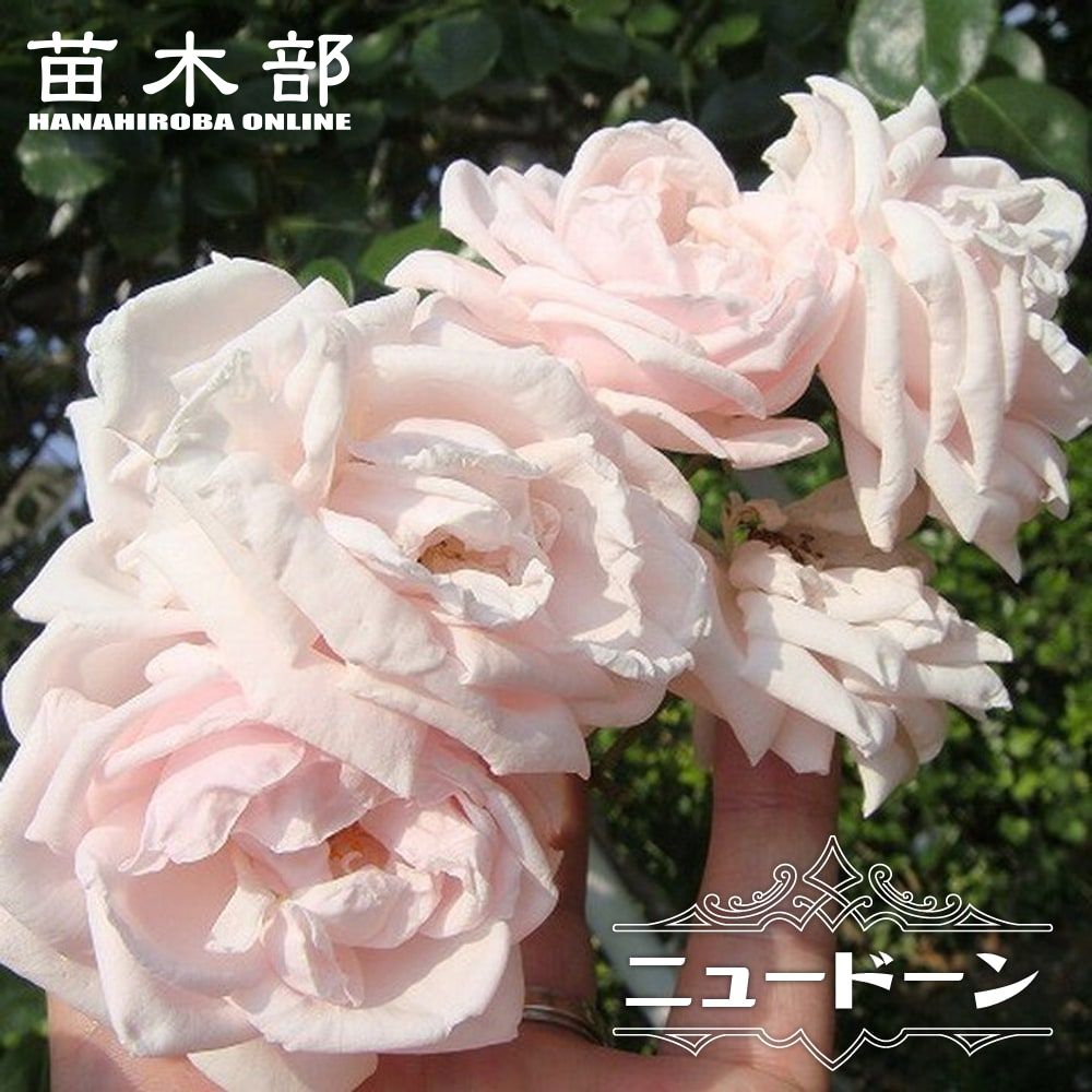 楽天市場】つるバラ 【ナニワイバラ】 （オールドローズ) 1年生新苗