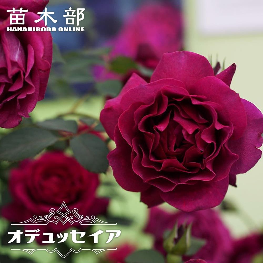 早い者勝ち!!重版多数 バラ売り ALL699円 cl084_01-logo.jpg