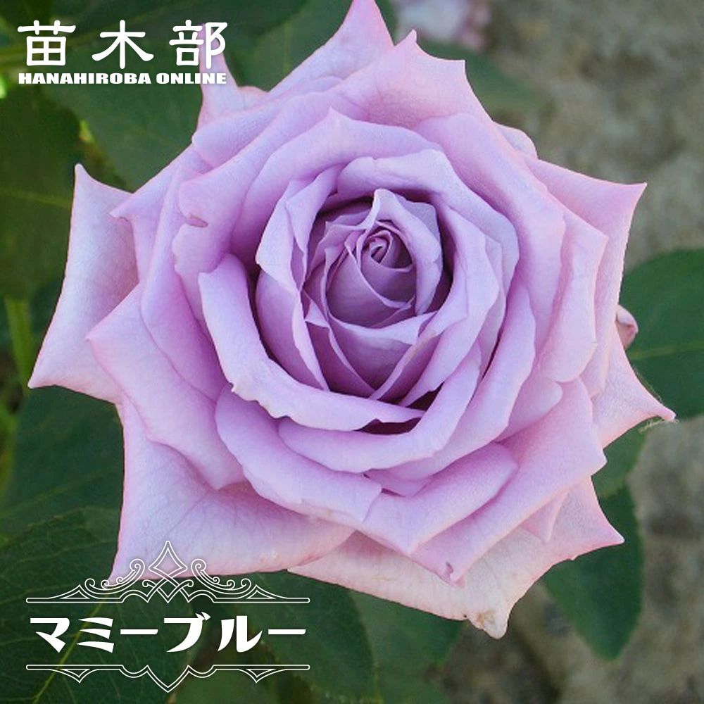 楽天市場】四季咲きバラ苗 【ブライダルピンク】 7号スリット大苗