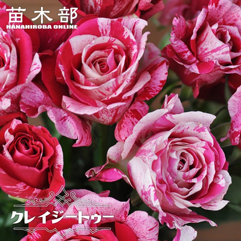 四季咲きバラ苗【クレイジートゥー】 2年生大苗 6号ポット