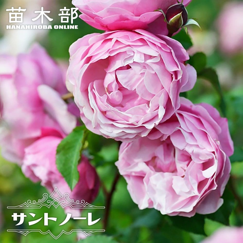 四季咲き強香バラ苗 【サントノーレ】 2年生大苗 6号ポット 品種登録・登録品種