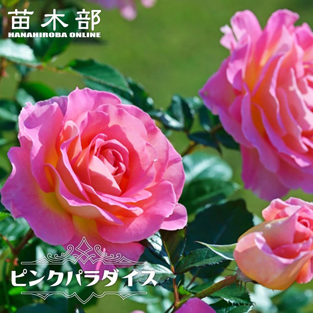 楽天市場】四季咲きバラ苗 【ブライダルピンク】 7号スリット大苗