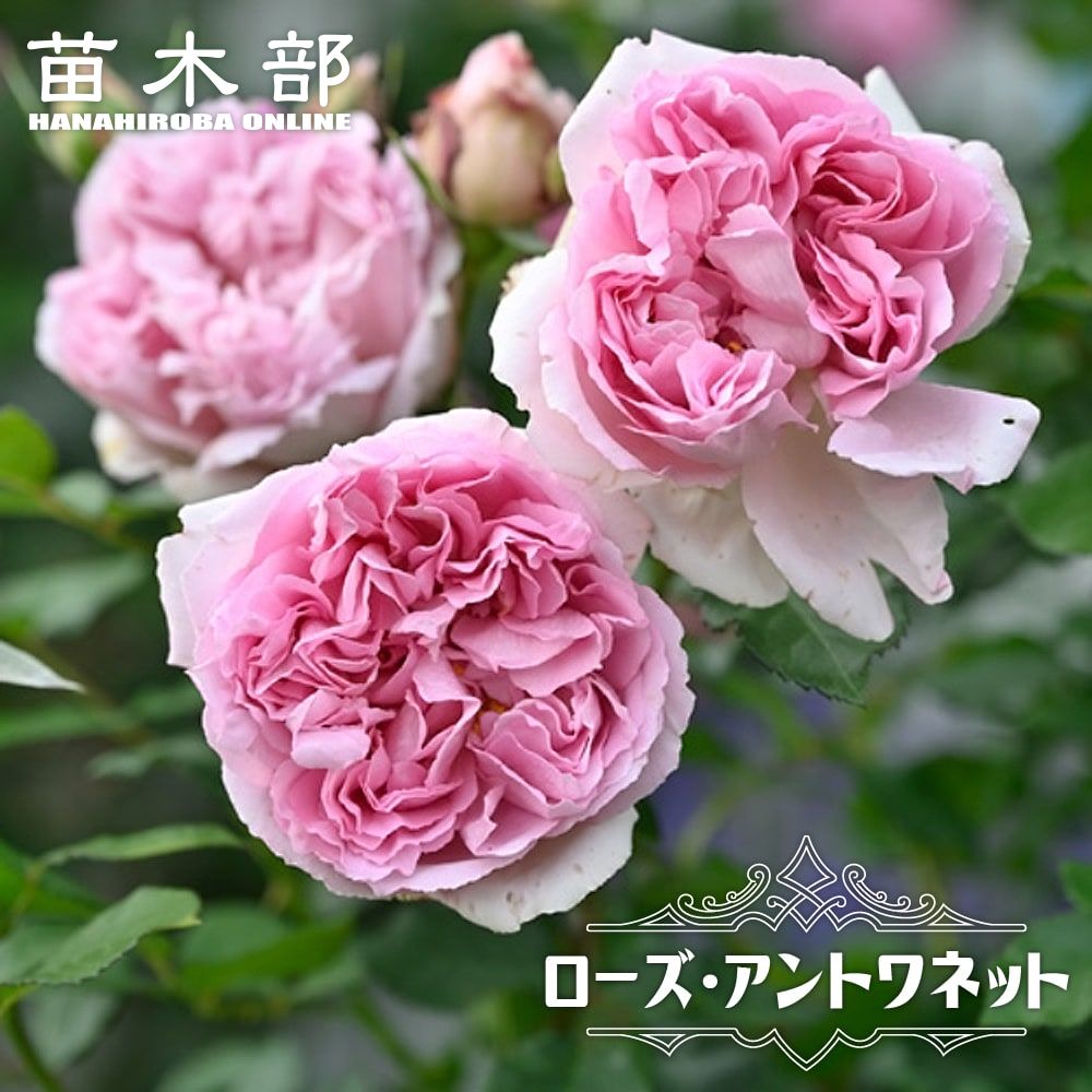 楽天市場】四季咲きバラ苗 【ザミルオンザフロス】 2年生大苗 6号