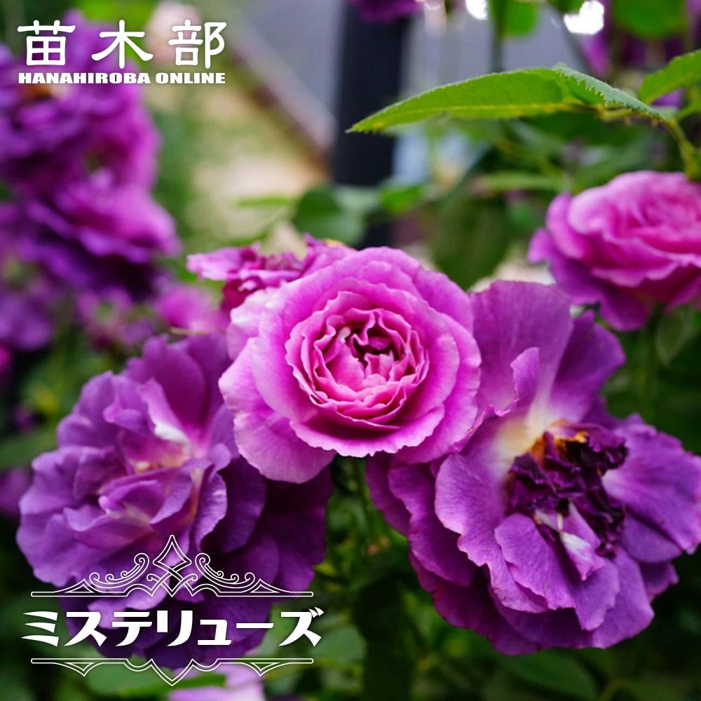 楽天市場】ミステリューズ（大苗）7号鉢植え 返り咲き Mysterieuse