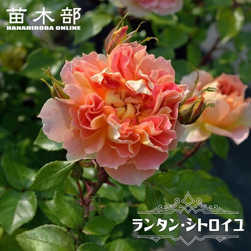 楽天市場】四季咲きバラ苗 【シェエラザード】 2年生大苗 : 苗木部