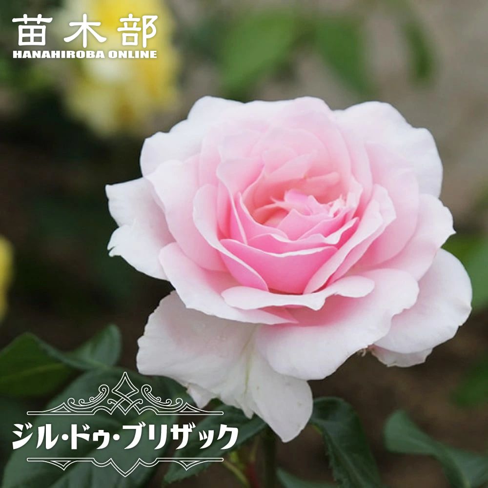 四季咲き強香バラ苗 【ジルドゥブリザック】 2年生大苗 登録品種・品種登録