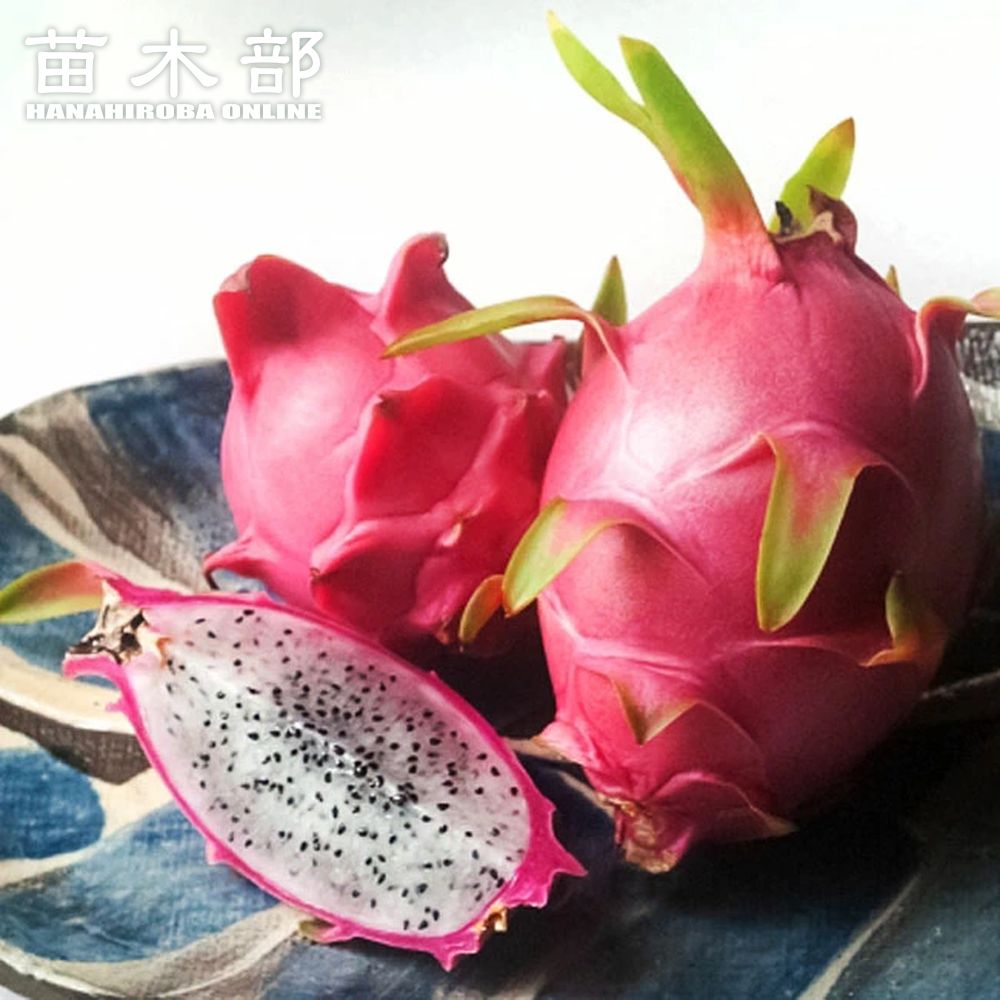 楽天市場】ドリアン《熱帯果樹苗》 : 日本花卉ガーデンセンター annex