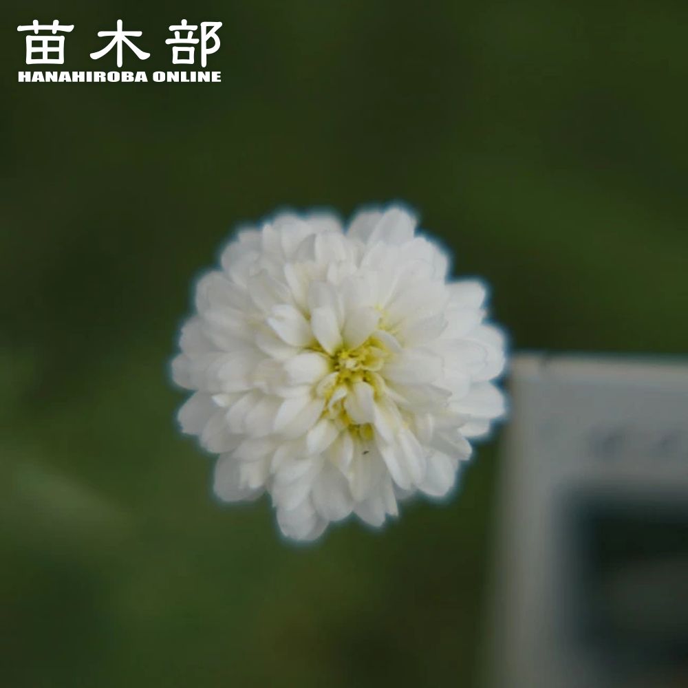 楽天市場】バンクシア ブレクニフォリア 5号スリット鉢植え : 苗木部