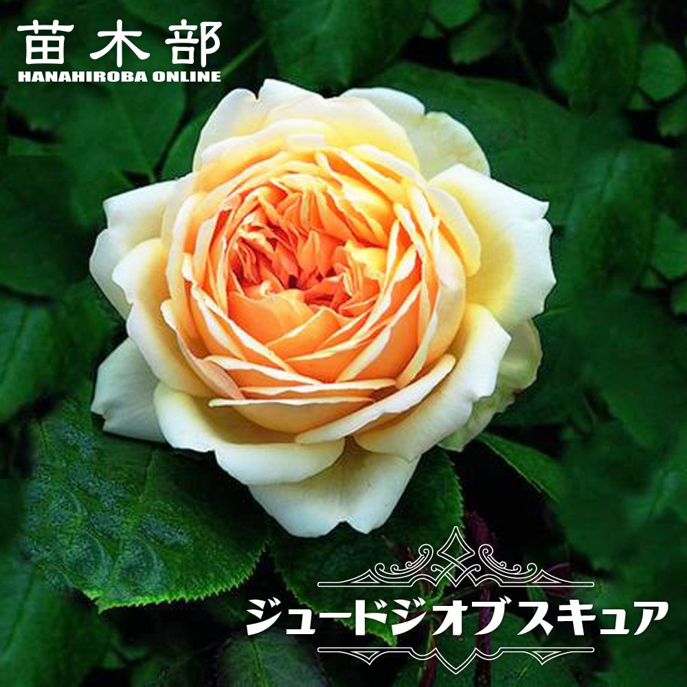 楽天市場】強香バラ苗 【ジエンシェントマリナー】6号ポット 2年生大苗