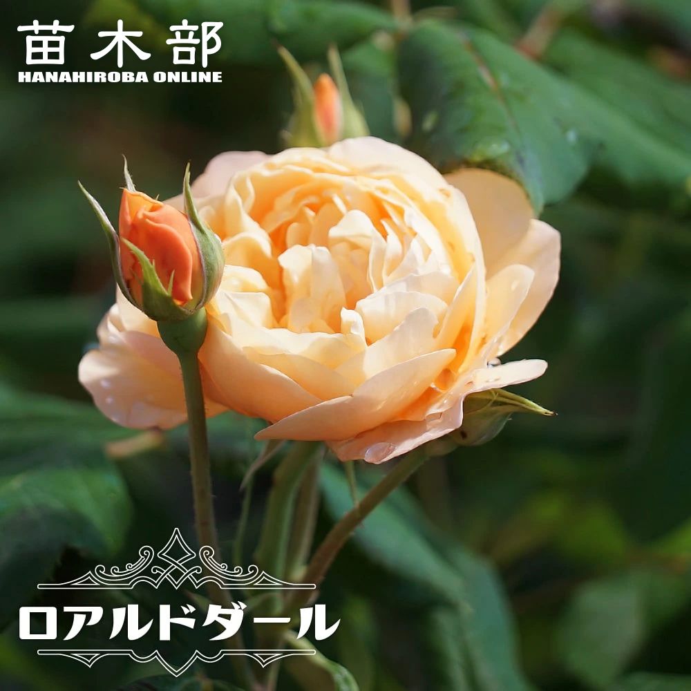 楽天市場】バラ苗 【ブリングミーサンシャイン】 6号ポット 2年生大苗