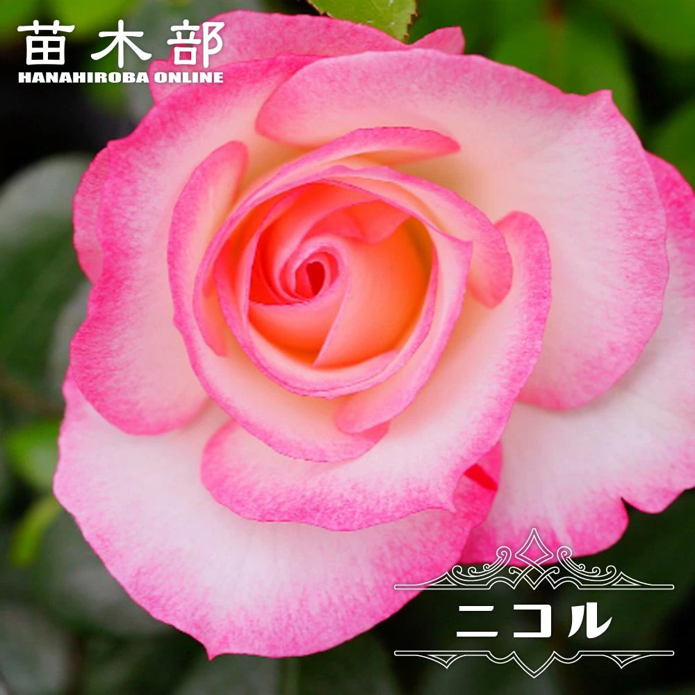 四季咲き　バラ苗　薔薇　ガーデン　ガーデニング　グリーンバラ バラ苗 予約新苗 2026 シルクロード 国産ノイバラ台木使用 : コマツ