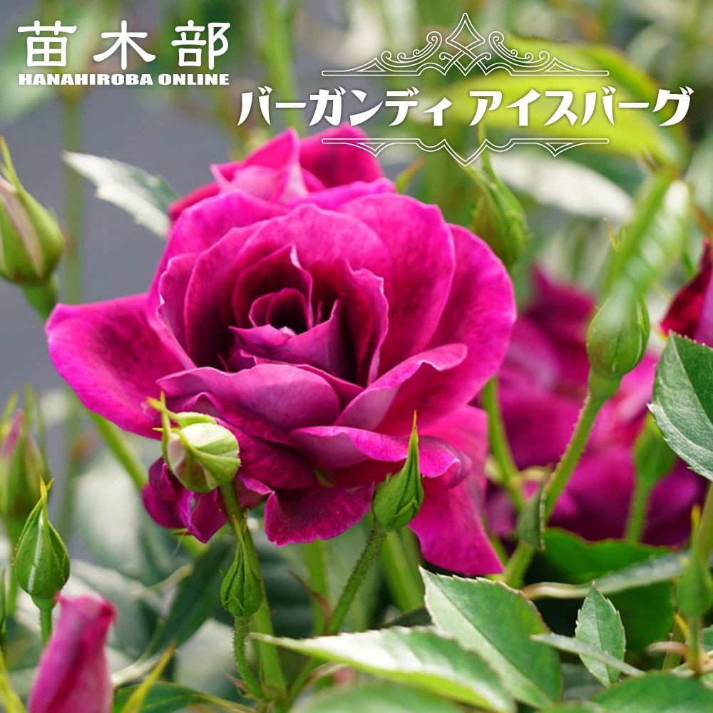 楽天市場】四季咲きバラ苗 【ブラッシュアイスバーグ】 2年生大苗