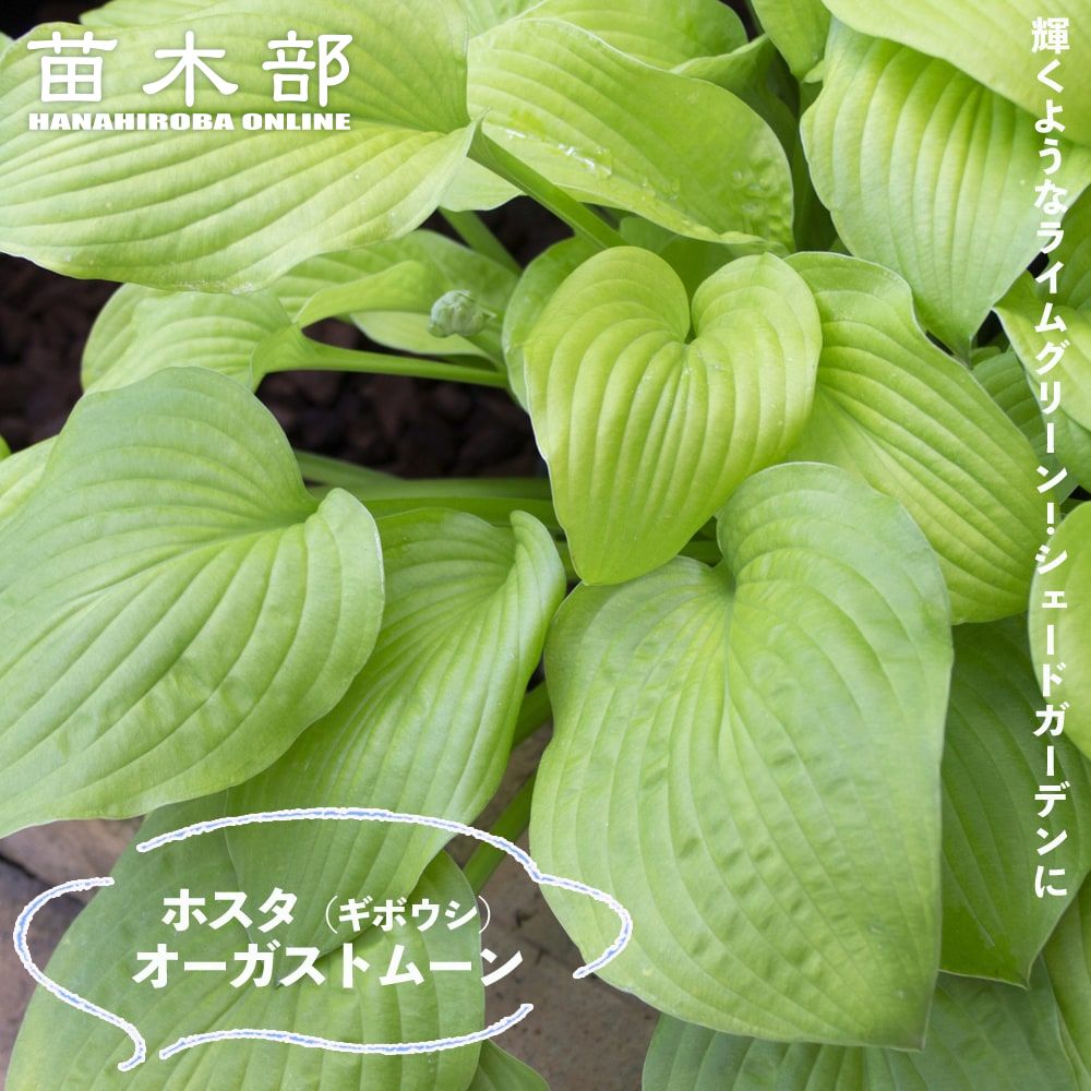 楽天市場】ギボウシ ホスタ 苗 【クィーンジョセフィーヌ】 大株
