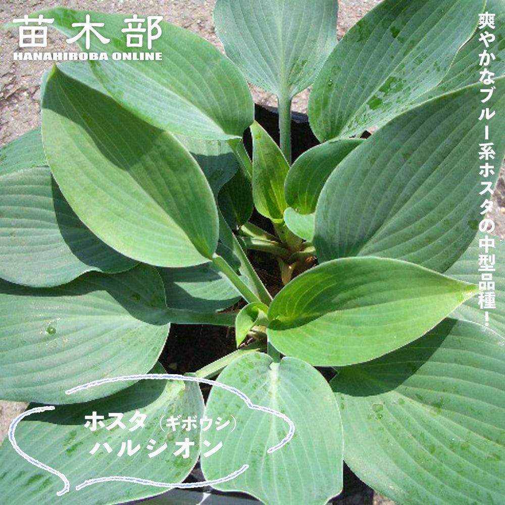 楽天市場】【フランシー】 ギボウシ ホスタ 3号ポット苗 【予約販売】4
