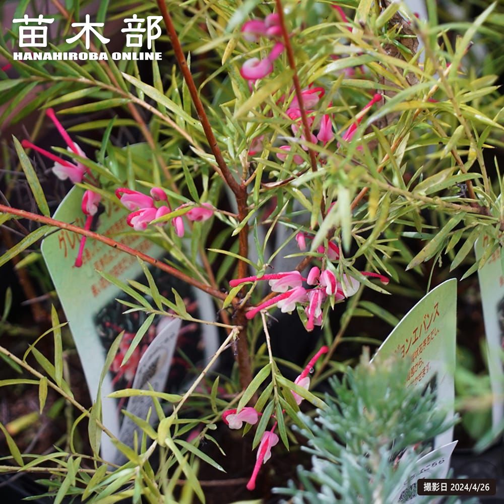 grevillea016_02-logo.jpg