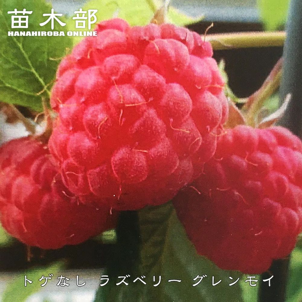 楽天市場】【ワインダーイエロー】 ラズベリー 5号ポット苗 挿し木 2