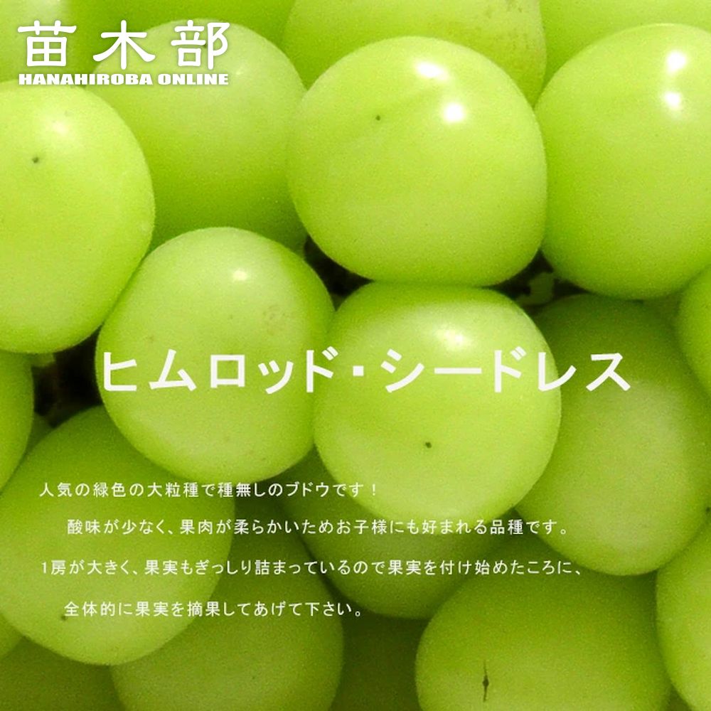 楽天市場】【安芸クイーン】 ぶどう 1年生挿し木苗木 : 苗木部