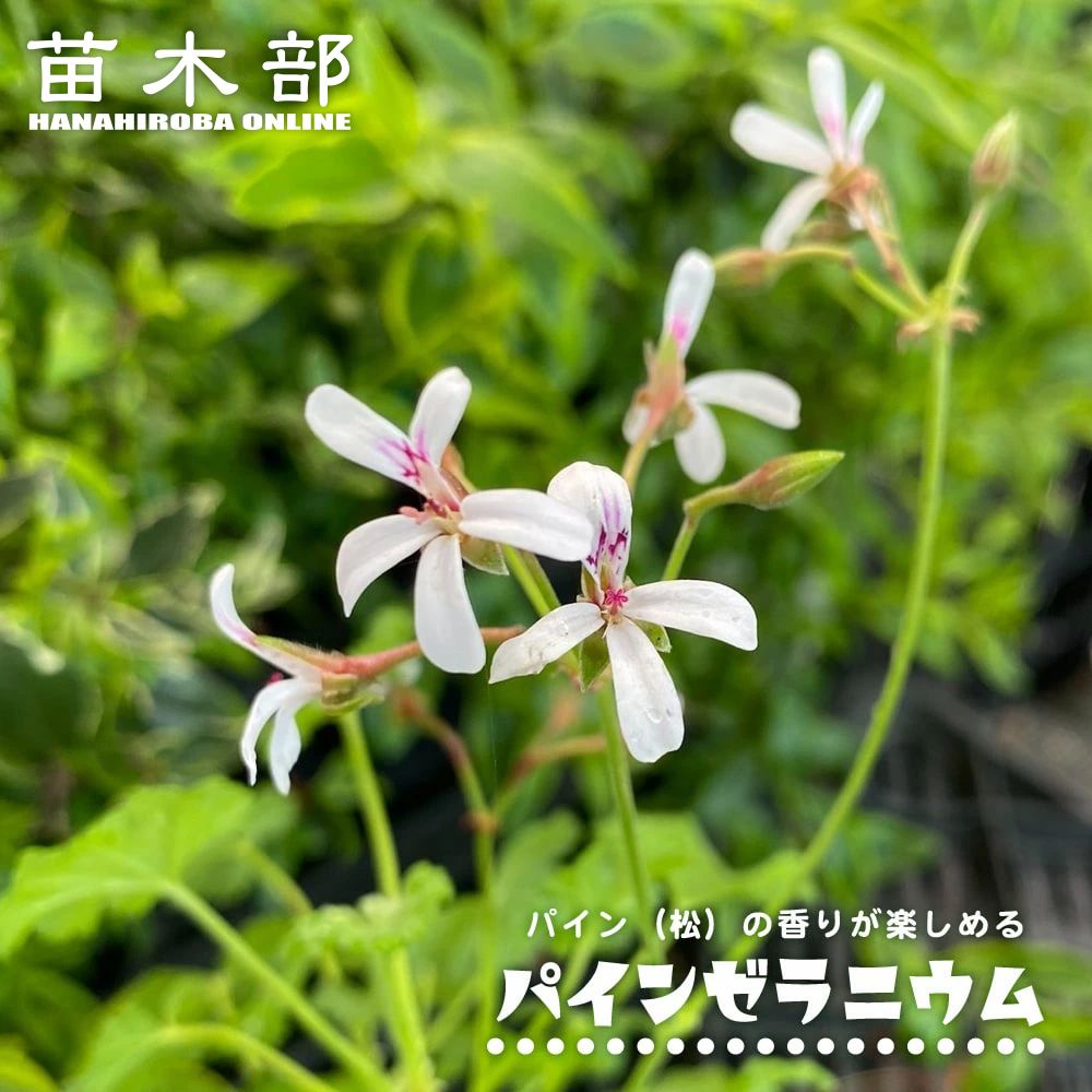 楽天市場】ローズゼラニューム 10.5cmポット苗 【 2個セット