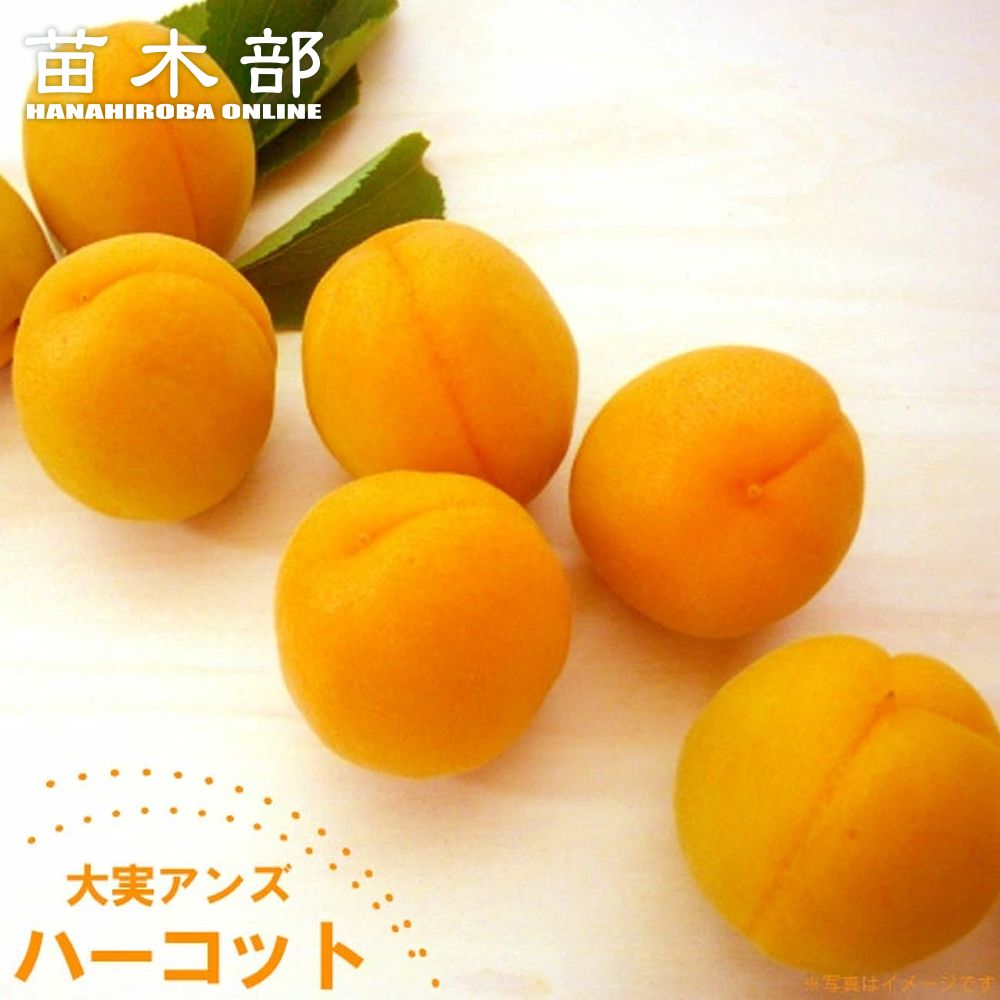 楽天市場】【信州大実あんず】 1年生接木苗 苗木 : 苗木部 by 花 楽天市場】【信州大実あんず】 1年生接木苗 苗木 : 苗木部 by 花