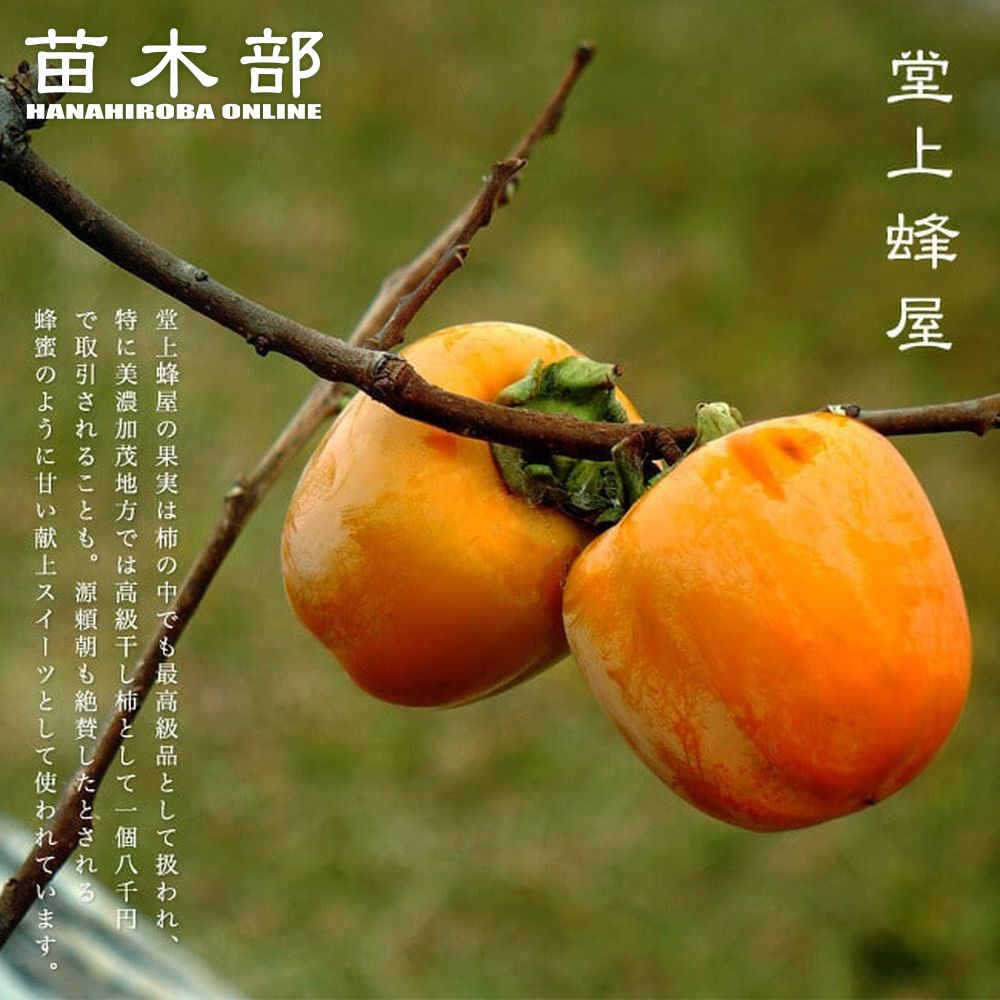 楽天市場】柿の苗木 【興津20号】 完全甘柿 1年生接木苗 : 苗木