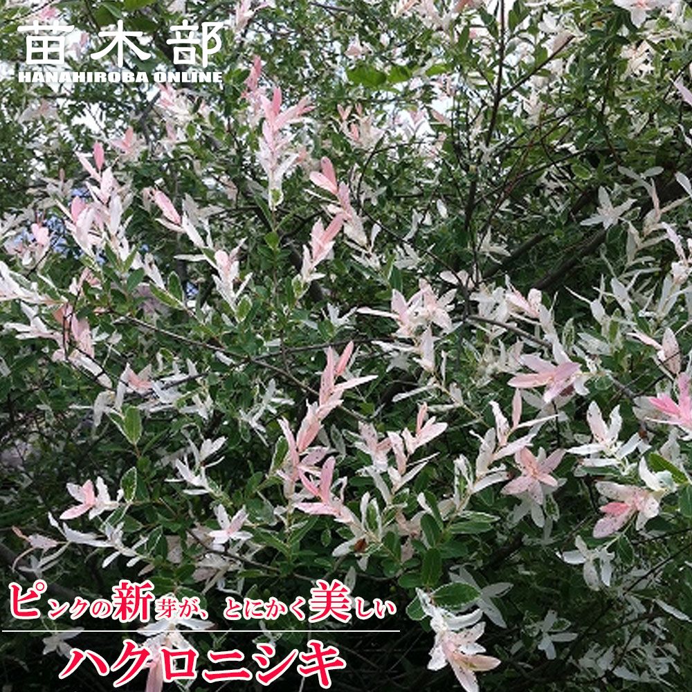 楽天市場】【ヤナギ属】ハクロニシキ 4号ポット : 産直花だん屋