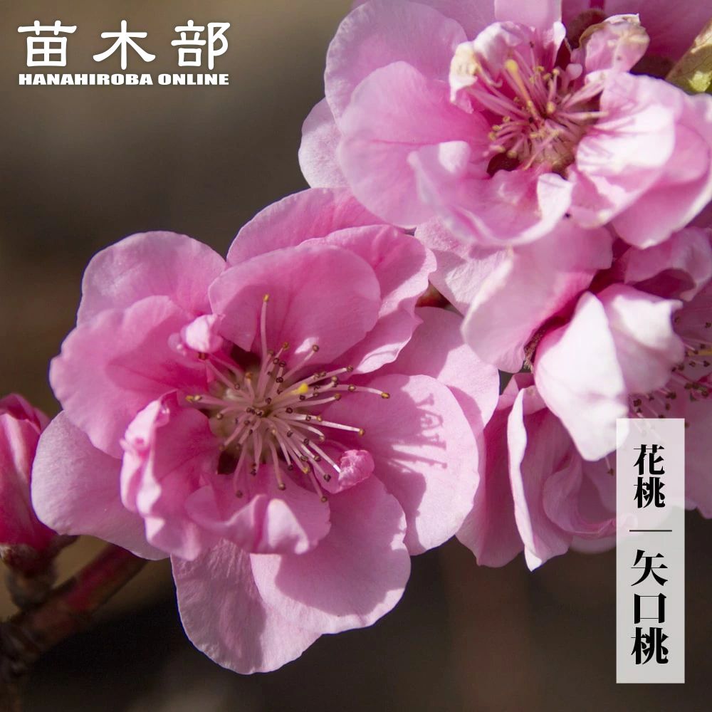 はなもも hanamomo007_01-logo.jpg