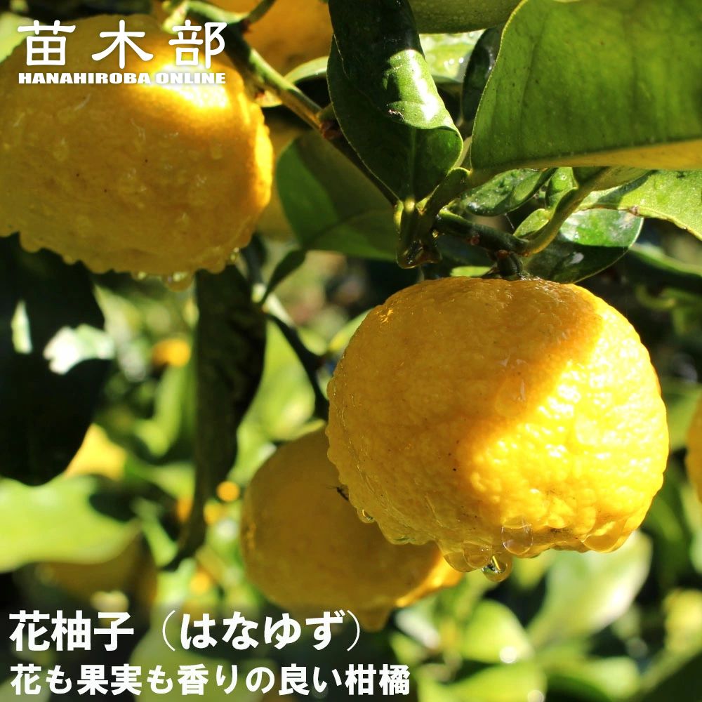 hanayuzu-logo.jpg