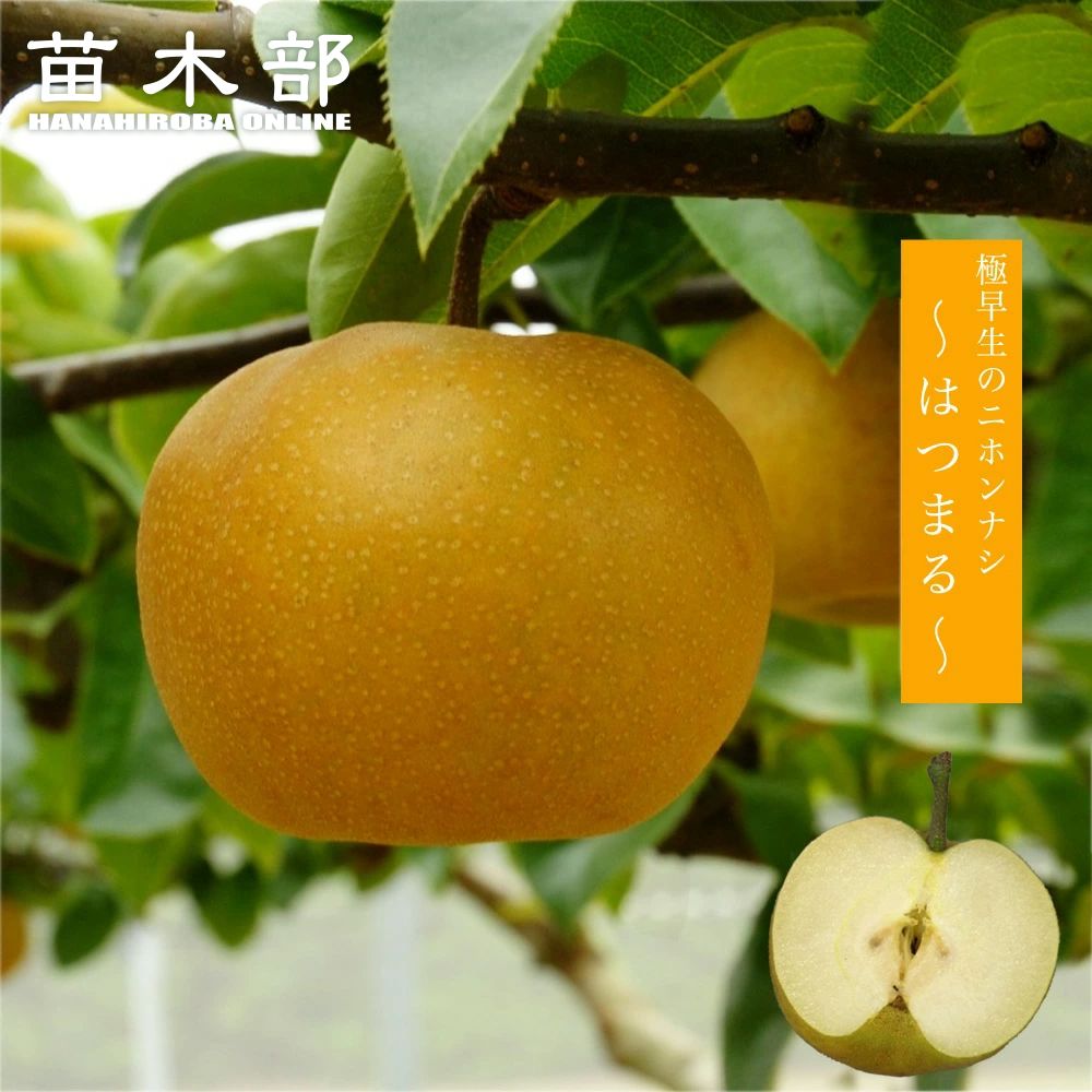 楽天市場】梨 苗木 【甘太】 3年生 接木 大苗 8号ポット 登録品種